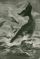 A Fighting Sperm Whale